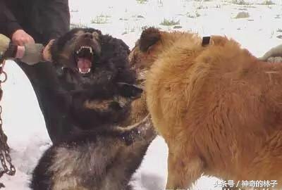 藏獒剃完毛后竟这个熊样，还不如土狗，难怪被高加索犬5秒内咬死