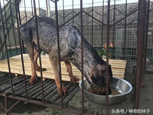 藏獒剃完毛后竟这个熊样，还不如土狗，难怪被高加索犬5秒内咬死