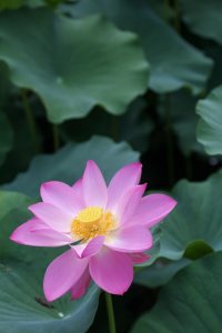 ​保定古莲花池美不胜收