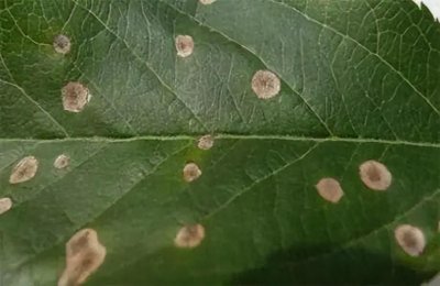 ​苯醚甲环唑：能防治的病害实在太多，想要效果好，但要注意这4点