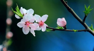 ​《庶女攻略》番外一（一）