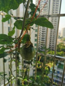 ​黄金百香果的种植