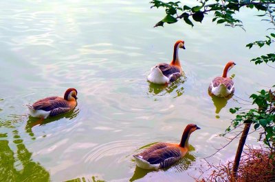 ​10大经典宋诗排行榜，这些诗水平极高，毫不逊色于唐诗