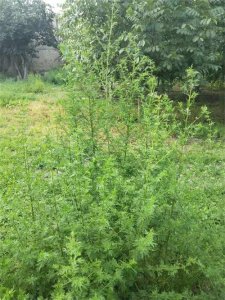 ​中药植物科普--青蒿