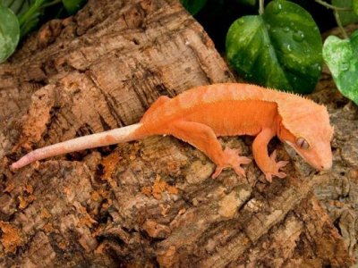 ​〖肆养学出品〗颠覆你审美的宠物壁虎——睫角守宫