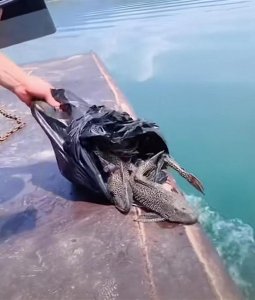 ​广西百色有人放生外来入侵物种“清道夫”！当地称会处理此事