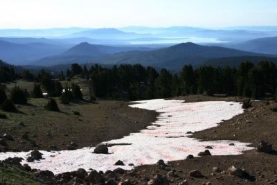 ​北极下了草莓味儿的雪？科学家：不是好兆头