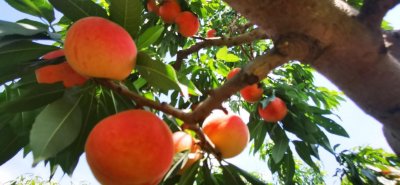 ​安宁堡的白粉桃熟了，像姑娘漂亮的脸蛋皮薄细嫩，吃一口蜜汁四溢