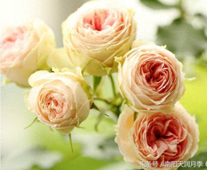 看一眼 心都萌化了的月季品种之绒球门廊