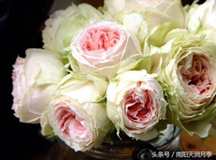 看一眼 心都萌化了的月季品种之绒球门廊