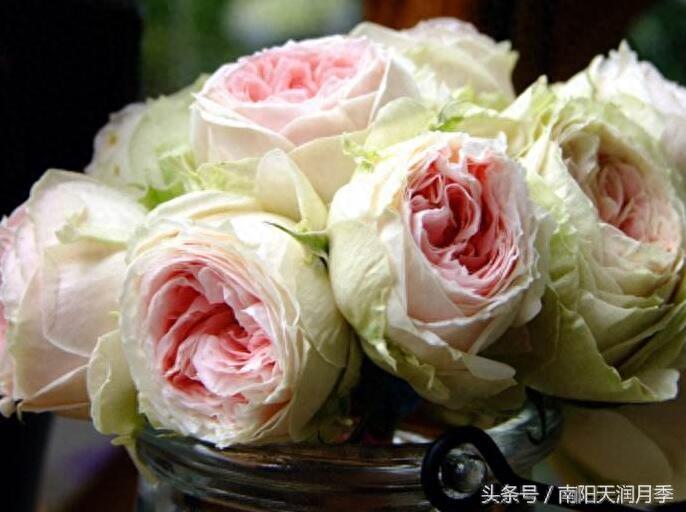 看一眼 心都萌化了的月季品种之绒球门廊