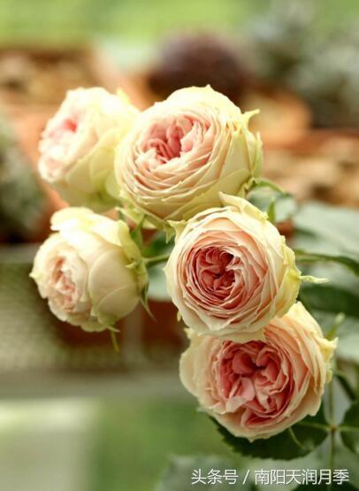 看一眼 心都萌化了的月季品种之绒球门廊