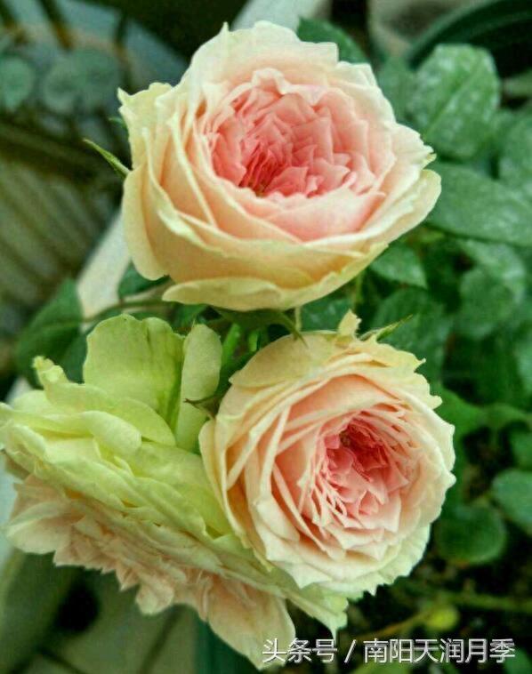 看一眼 心都萌化了的月季品种之绒球门廊