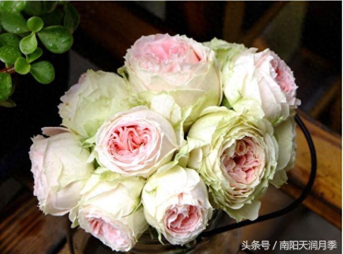 看一眼 心都萌化了的月季品种之绒球门廊