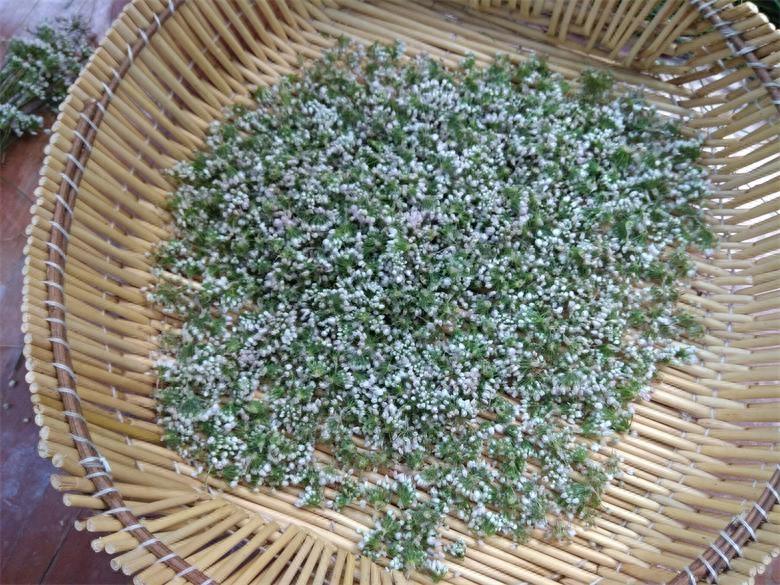 农村荒山上的野韭菜花,城里人想吃乡下得有个好亲戚