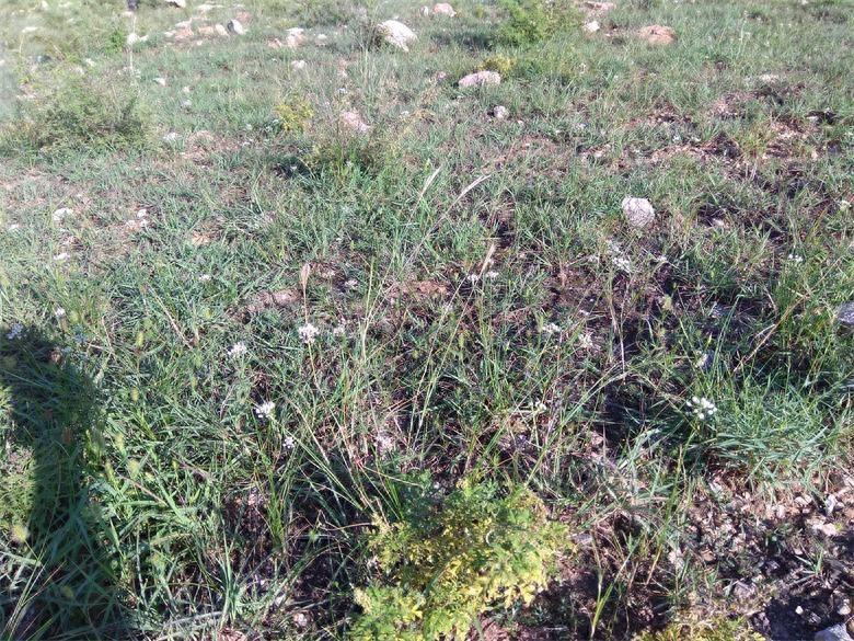 农村荒山上的野韭菜花,城里人想吃乡下得有个好亲戚