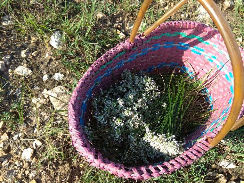 农村荒山上的野韭菜花,城里人想吃乡下得有个好亲戚