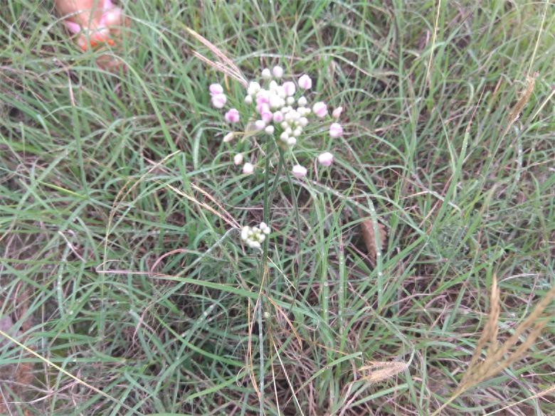 农村荒山上的野韭菜花,城里人想吃乡下得有个好亲戚