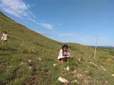 ​农村荒山上的野韭菜花，城里人想吃乡下得有个好亲戚