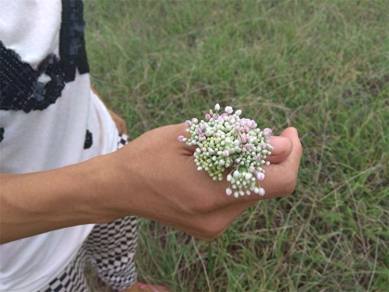 农村荒山上的野韭菜花,城里人想吃乡下得有个好亲戚
