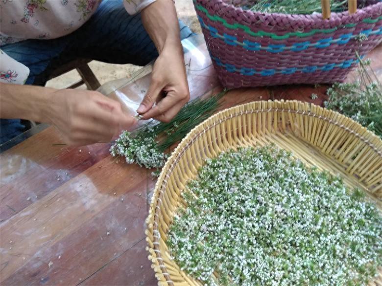 农村荒山上的野韭菜花,城里人想吃乡下得有个好亲戚