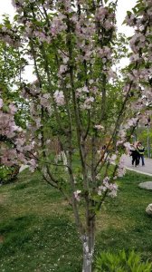 ​西府海棠和垂丝海棠的异同点解析