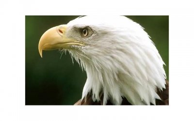 ​结婚条幅（结婚拱门图片）