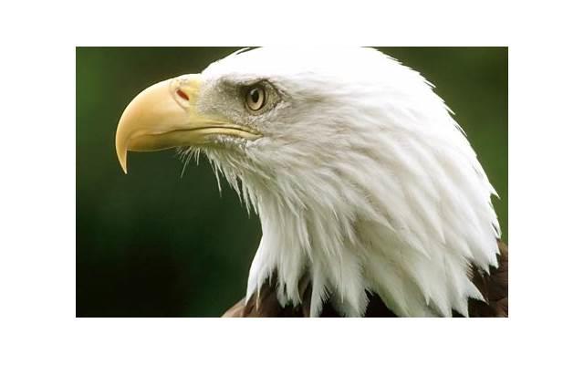 结婚条幅（结婚拱门图片）