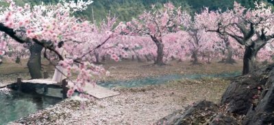 ​《电视剧《三生三世十里桃花》里面的十里桃林原来是在这》