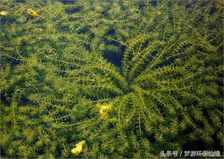 环保圈常用的沉水植物浅谈