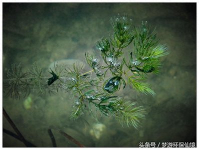 ​环保圈常用的沉水植物浅谈