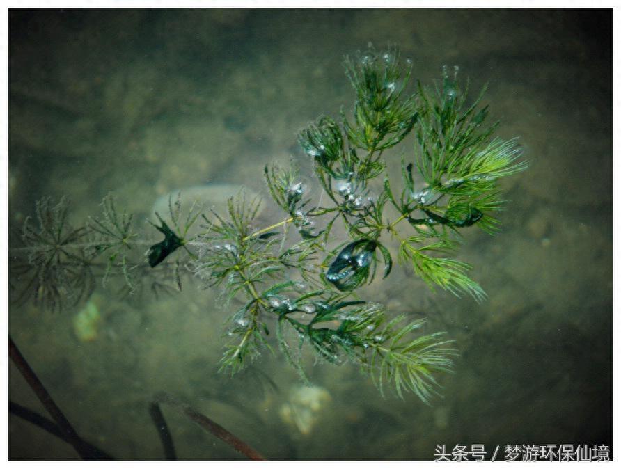 环保圈常用的沉水植物浅谈