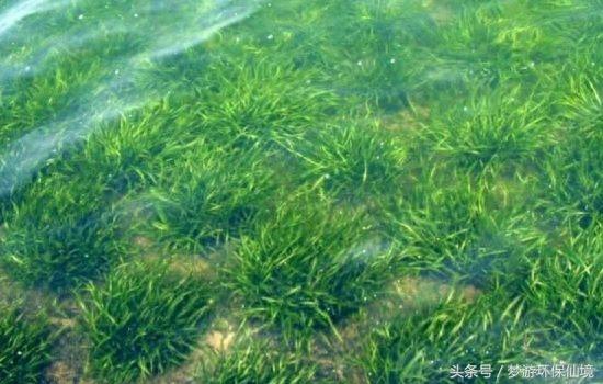 环保圈常用的沉水植物浅谈