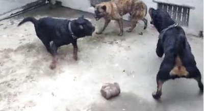 ​犬中跑的最快 爆发力持久力惊人的群居犬种豺狗 豹子见了上树
