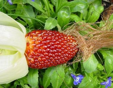 ​草莓玉米，罕见的玉米观赏加食用新品种。