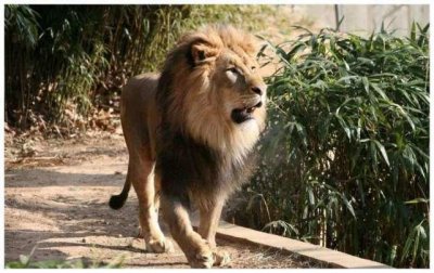 ​东北虎2分钟打趴非洲雄狮，实力证明谁是王者，镜头记录全过程！