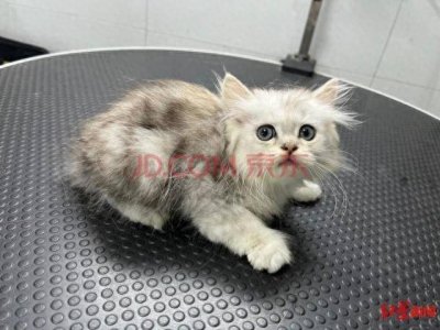 ​男子欠钱不还，12只猫咪被拍卖抵债！起拍价500到2000元