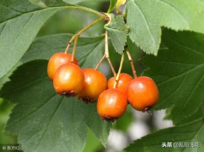 ​离婚从来不看孩子的女人（离婚女人长久不看孩子）