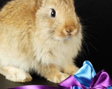 ​八面玲珑心代表的生肖，这三大生肖最擅长八面玲珑，他们人缘很广赚钱很多