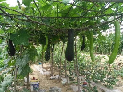 ​一颗砍瓜能吃一辈子，吃多少砍多少！砍完还长，它为何这么神奇？