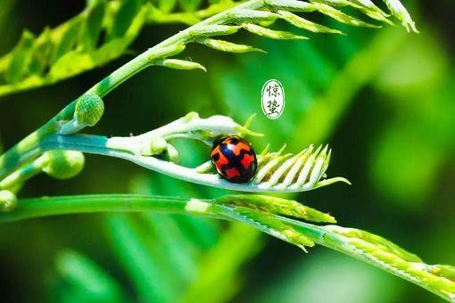 惊蛰节气的古诗词赏析