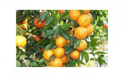 ​舌吻的方法,舌吻技巧初学者