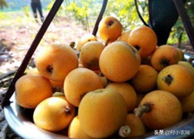 ​中国最好吃枇杷在这5个地方,有你家乡吗?据说屁股像五角星的最甜
