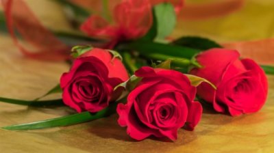 ​玫瑰的寓意及象征 ，都代表哪些含义？