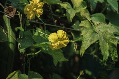 ​丝瓜花的功效与作用