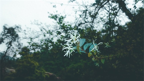 厦门天竺山森林公园
