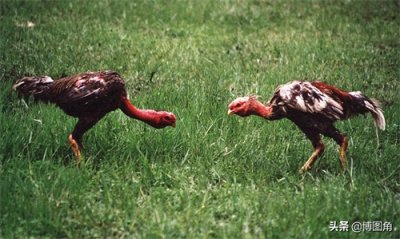 ​中国有“四大斗鸡”，但你见过“第五大斗鸡”：贵州斗鸡吗？