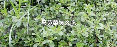 ​马苋菜怎么吃