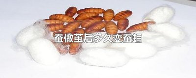 ​蚕做茧后多久变蚕蛹