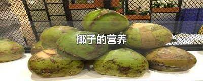 ​椰子的营养